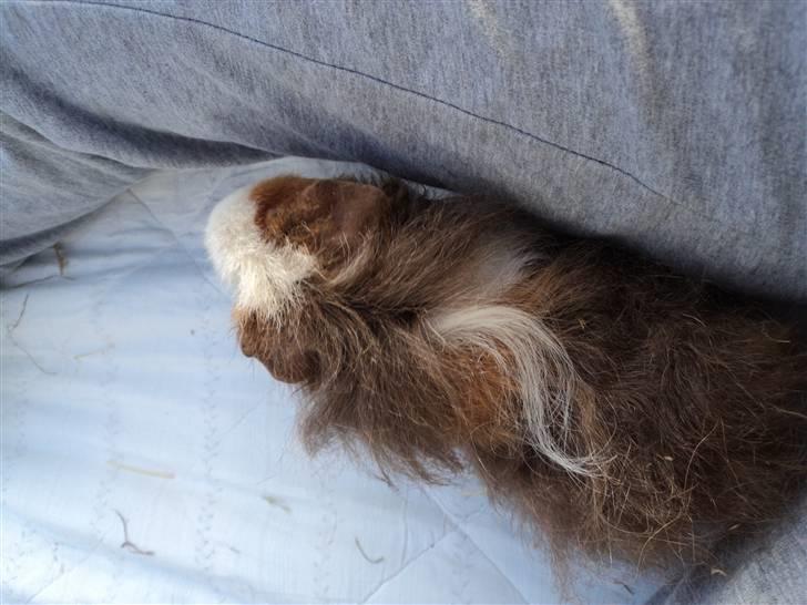 Marsvin amanda billede 6