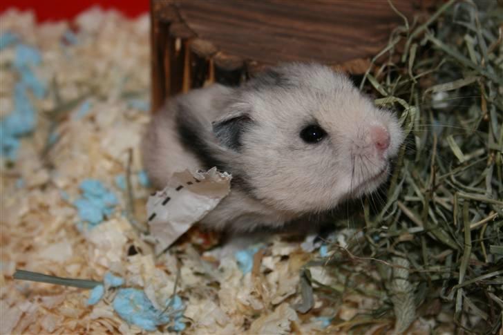 Hamster Krumme *RIP 13/2 2012* billede 14