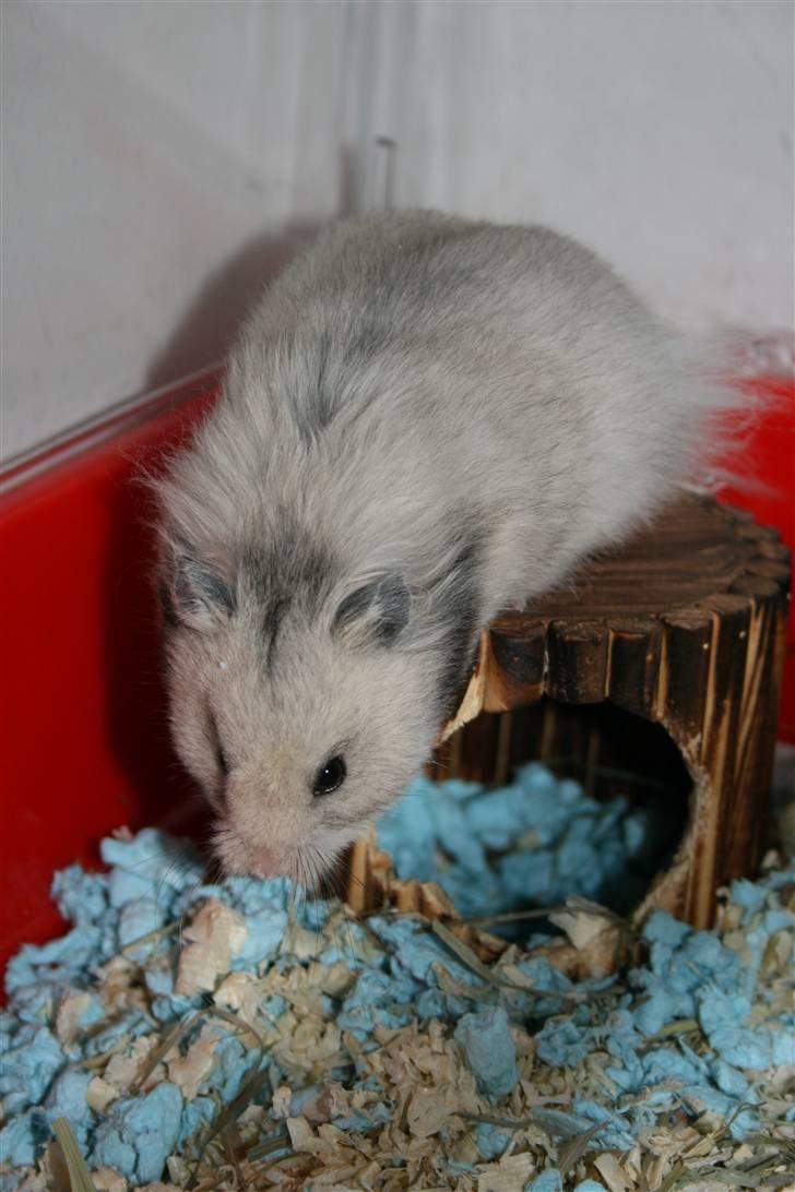 Hamster Krumme *RIP 13/2 2012* billede 15