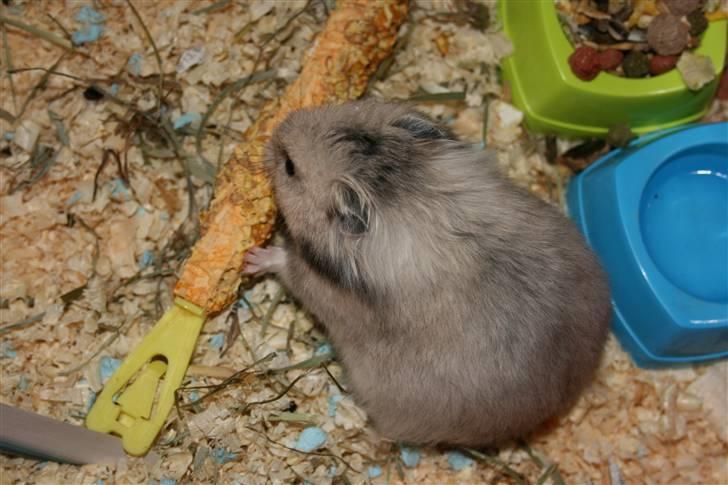 Hamster Krumme *RIP 13/2 2012* billede 16