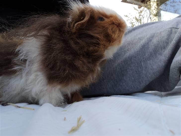 Marsvin amanda billede 7