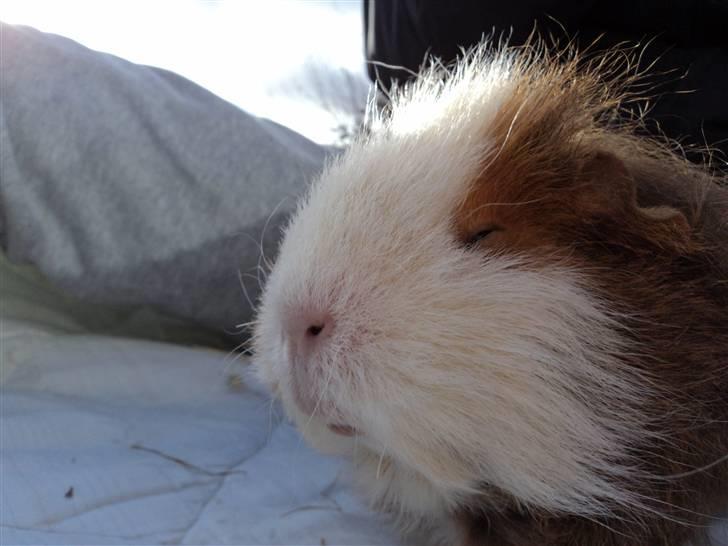 Marsvin amanda billede 8