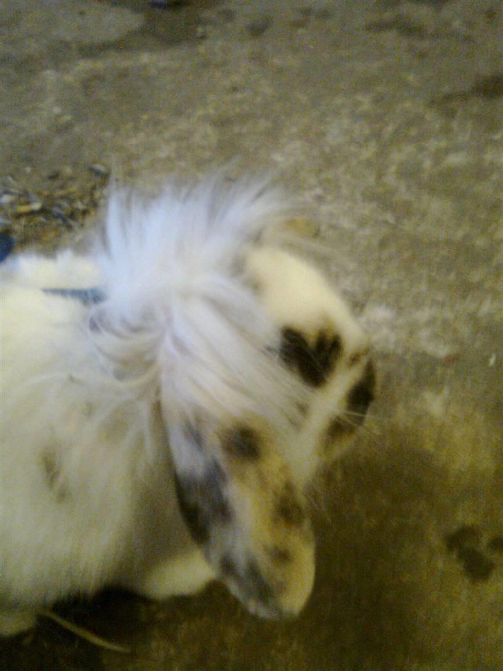 Kanin Paradisets Cille <3 billede 2