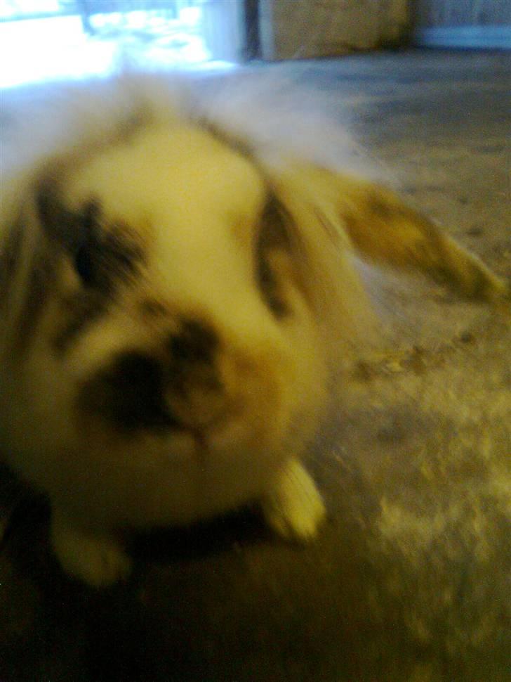 Kanin Paradisets Cille <3 billede 3