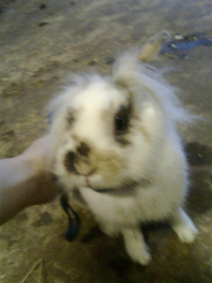 Kanin Paradisets Cille <3 billede 4