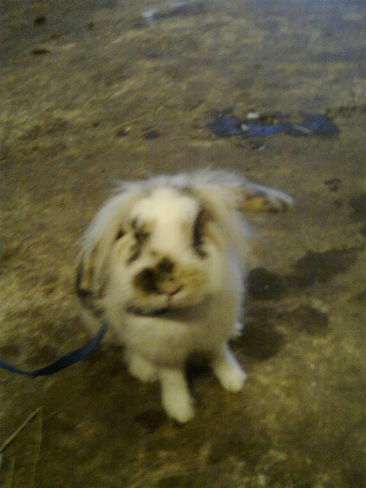 Kanin Paradisets Cille <3 billede 5