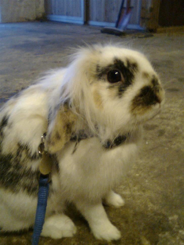 Kanin Paradisets Cille <3 billede 6