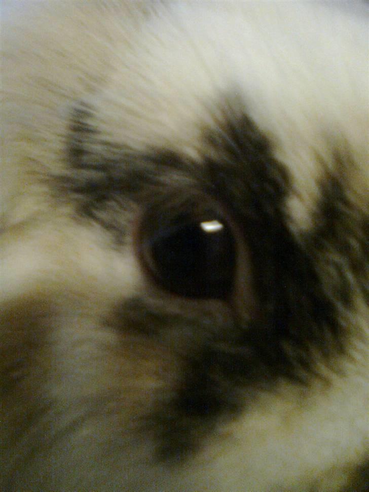 Kanin Paradisets Cille <3 billede 7