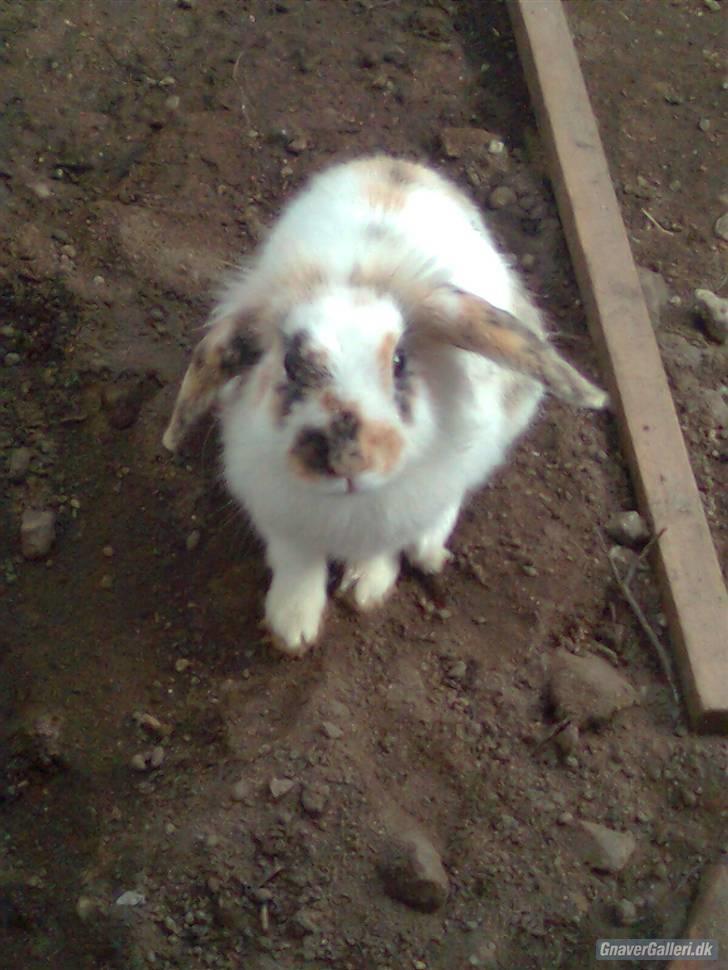 Kanin Paradisets Cille <3 - tak for kigget smid evt. en komentar <3 billede 8