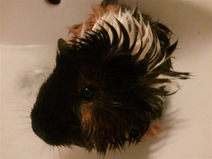 Marsvin Saga - er jeg fin nu? billede 11