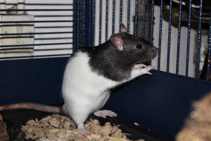 Tamrotte Paya billede 12