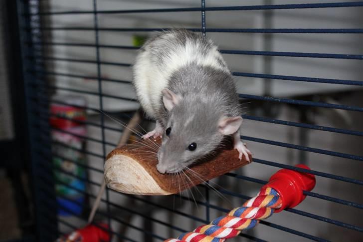 Tamrotte Snowie billede 11