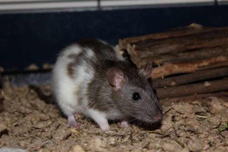 Tamrotte Petit billede 12