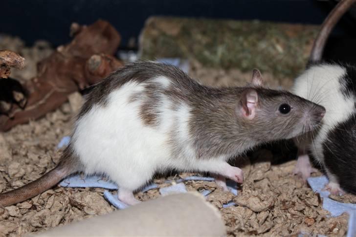 Tamrotte Petit billede 13