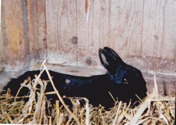 Kanin Snuske R.I.P billede 1