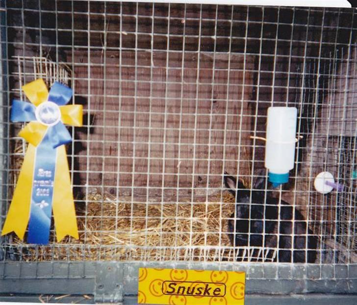 Kanin Snuske R.I.P - Han vandt ærerspræmine på et børnedyrskue. billede 2