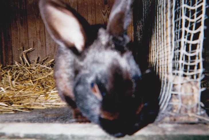 Kanin Snuske R.I.P - Hov. Han kom lidt for tæt på. billede 4
