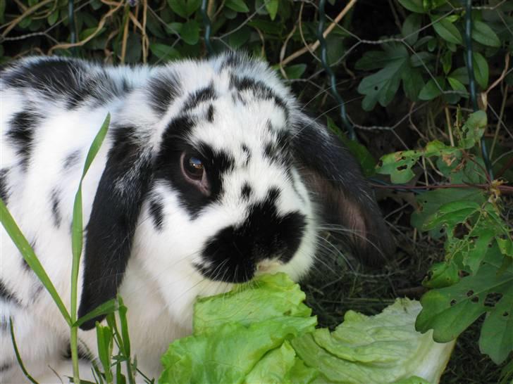 Kanin Zorro billede 1