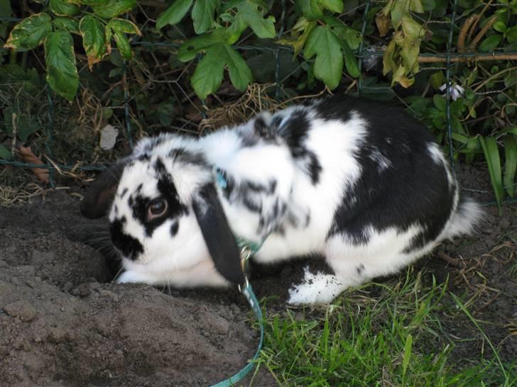 Kanin Zorro billede 7