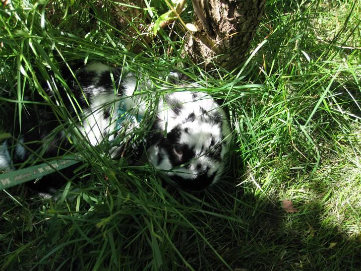 Kanin Zorro billede 6