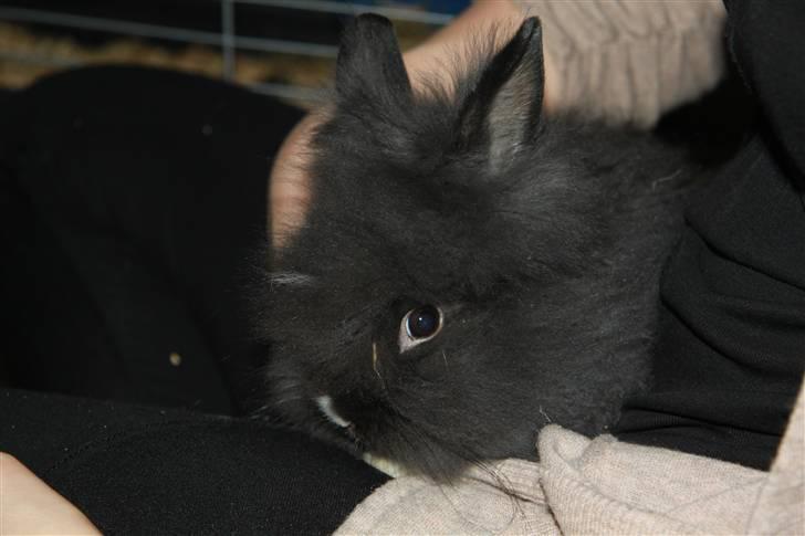 Kanin Fnuggi - teddy dværgkanin Fnuggi billede 1