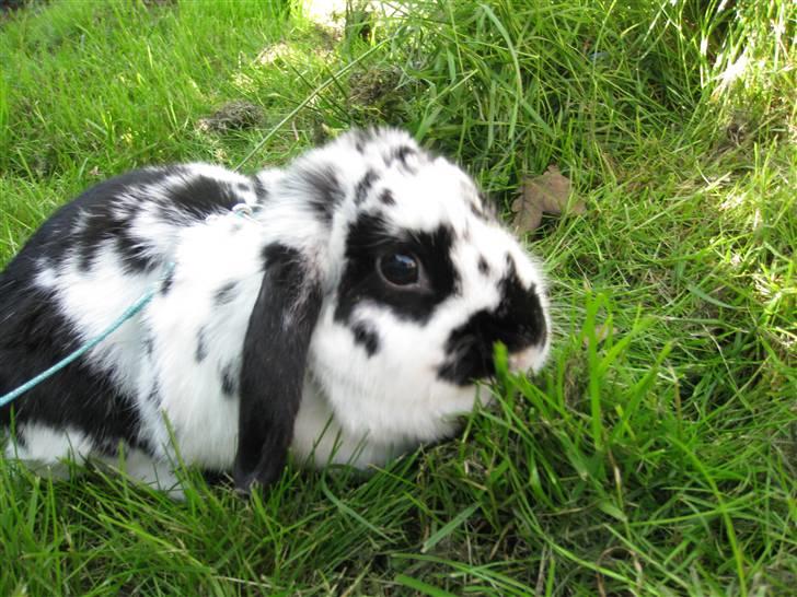 Kanin Zorro billede 9