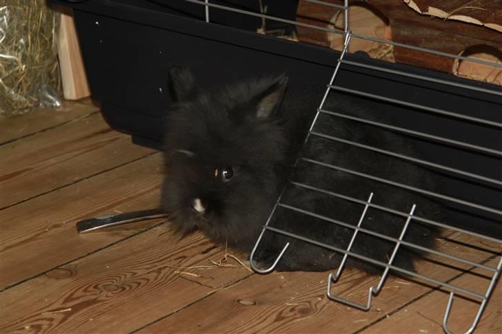 Kanin Fnuggi billede 2