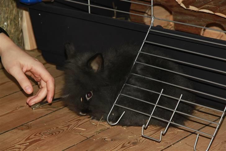 Kanin Fnuggi billede 3