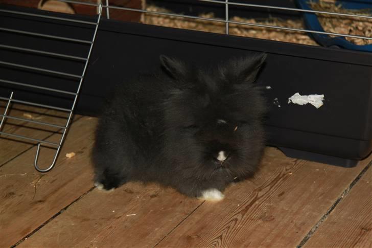 Kanin Fnuggi billede 4