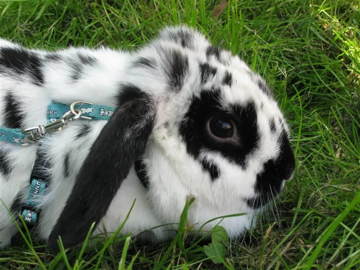 Kanin Zorro billede 11