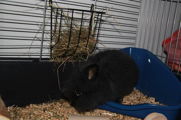 Kanin Fnuggi billede 5