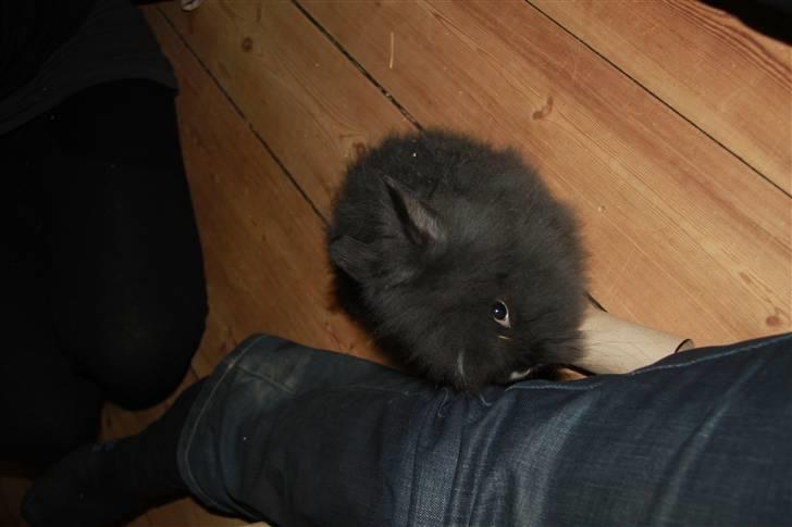 Kanin Fnuggi billede 6