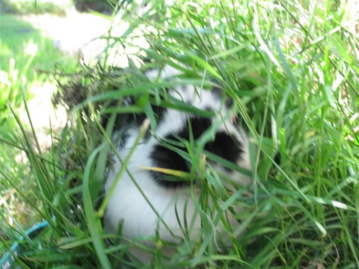 Kanin Zorro billede 3