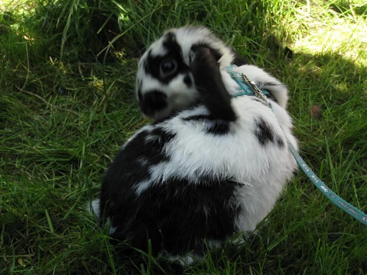 Kanin Zorro billede 12