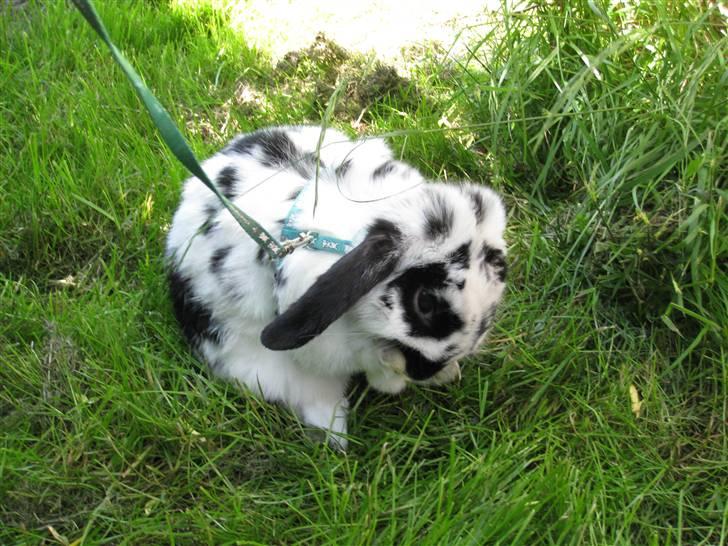 Kanin Zorro billede 14