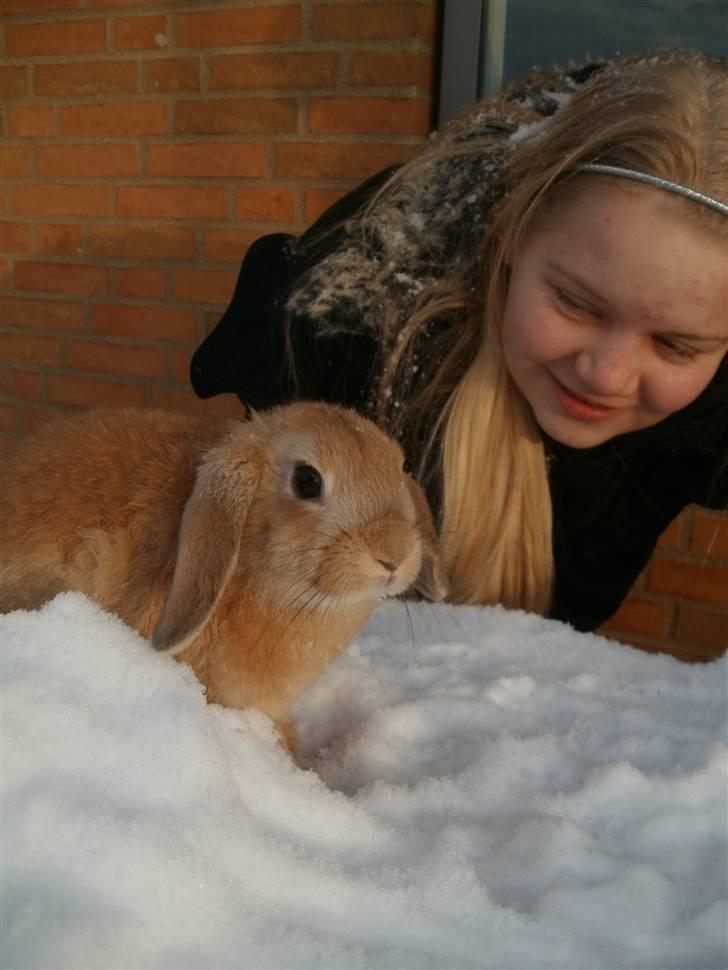 Kanin Beauty Princess | The One<3 billede 4