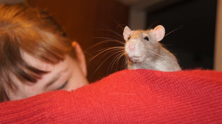 Tamrotte † Linguini  † - Velkommen til Søde Linguinis Profil:-) 18/2 11´ billede 1