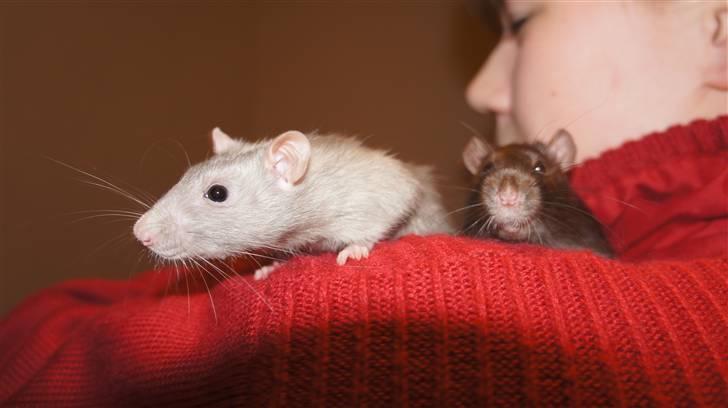 Tamrotte † Linguini  † billede 2