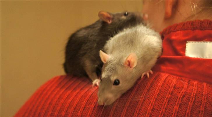 Tamrotte † Linguini  † billede 3