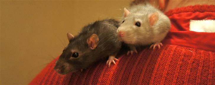 Tamrotte † Linguini  † billede 4