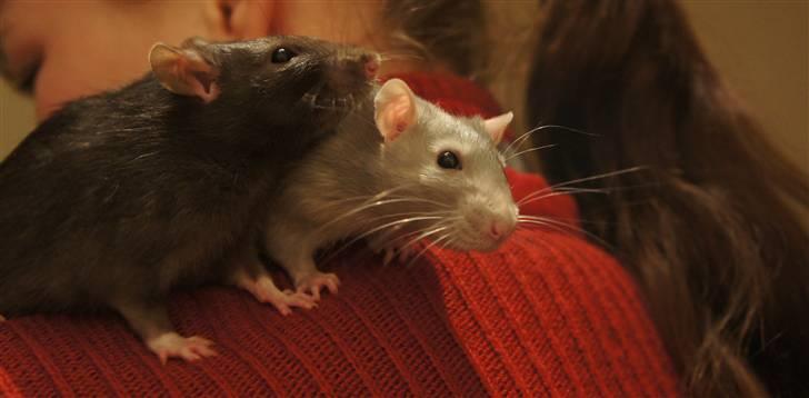 Tamrotte † Linguini  † billede 5