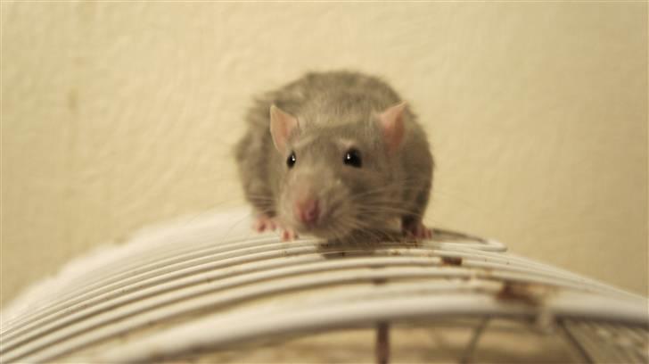 Tamrotte † Linguini  † billede 6