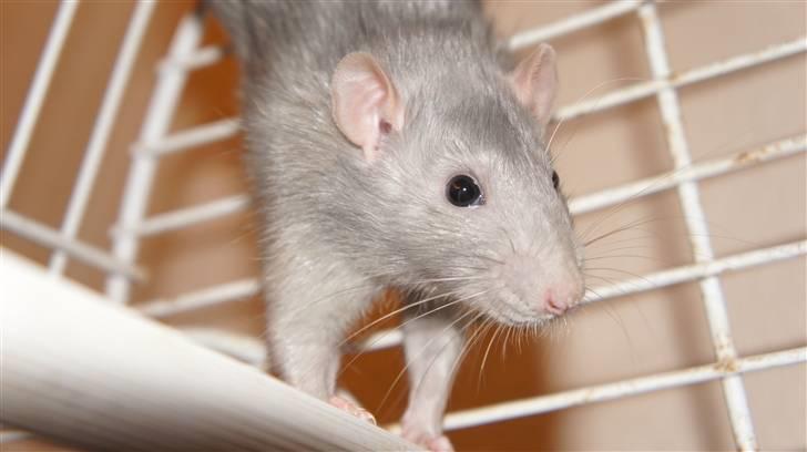 Tamrotte † Linguini  † billede 7