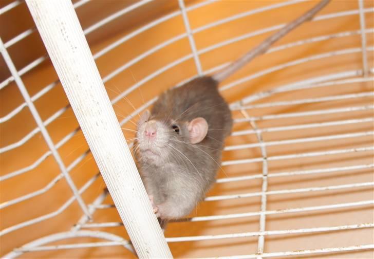 Tamrotte † Linguini  † billede 8