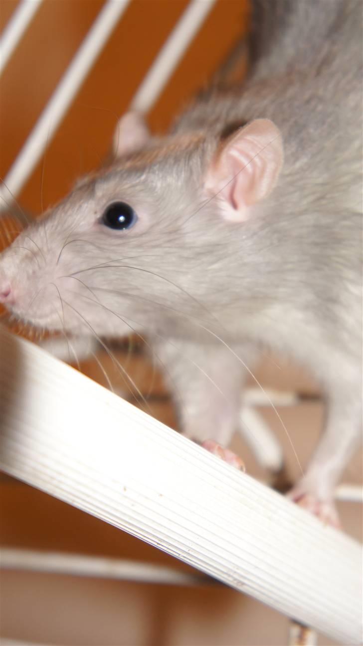 Tamrotte † Linguini  † billede 9