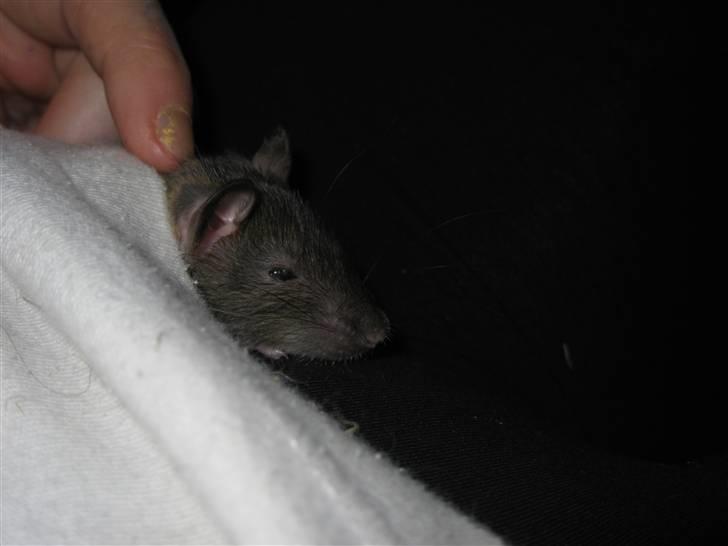 Tamrotte Jesse - Han putter altid i mit tøj . billede 2