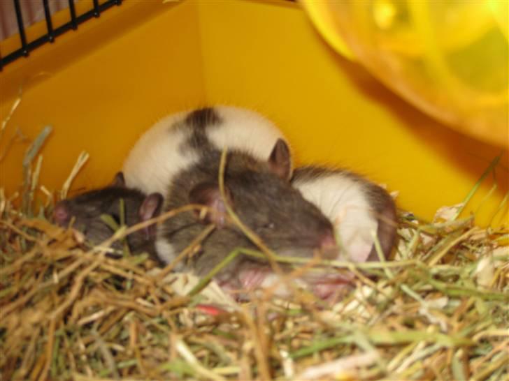 Tamrotte Jesse - Ham og hans bror (: billede 3