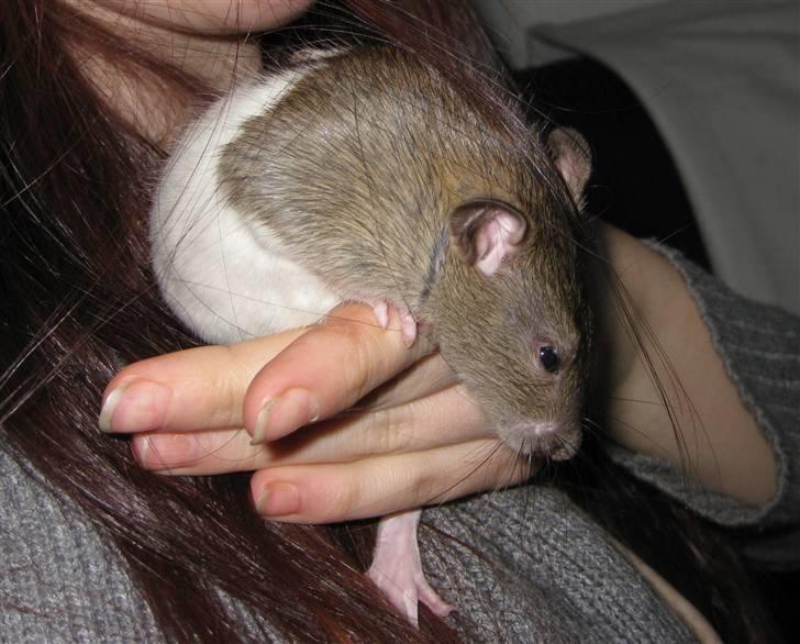 Tamrotte Jesse - Her kan man rigtig se hvor stor han egentlig er blevet af sin alder at være . Han er meget større end Valentin . billede 4