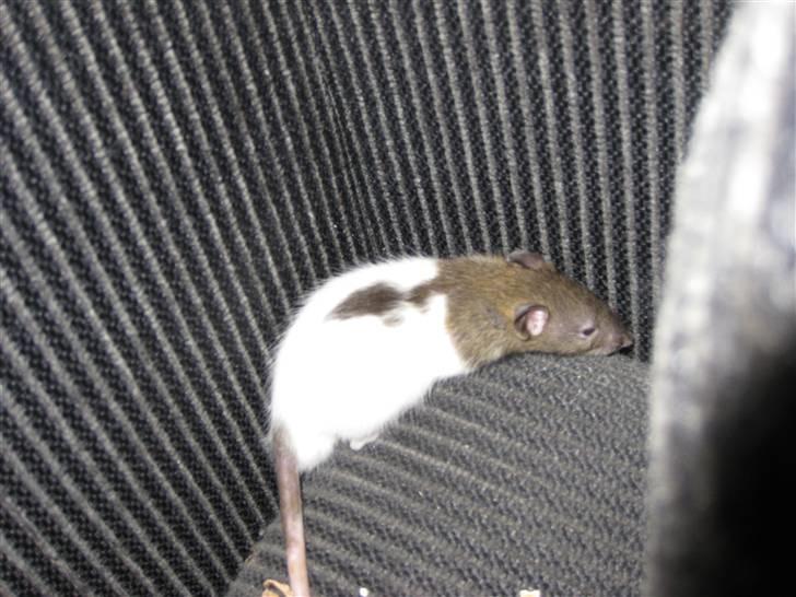 Tamrotte Jesse - Han er en frisk lille fyr . billede 7