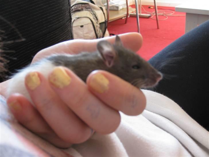 Tamrotte Jesse - Jeg holder ham . Se hvor lille han er der ! billede 9